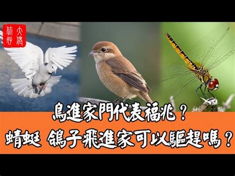 蜻蜓 預兆|【家裡飛進蜻蜓】家裡飛進蜻蜓，代表好運還是厄運？揭密蜻蜓飛。